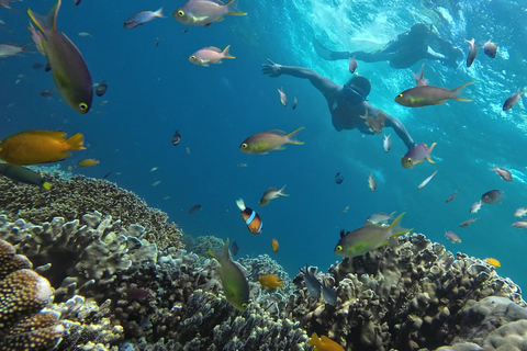 Cebu : Observation des requins-baleines, chutes de Kawasan et plongée en apnée