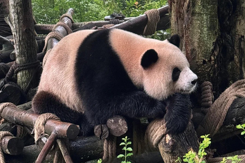 Chengdu Pandas&Dujiangyan Private Tour with Blue Tears Chengdu Pandas&Dujiangyan Private Tour with Zhongshuge Stop