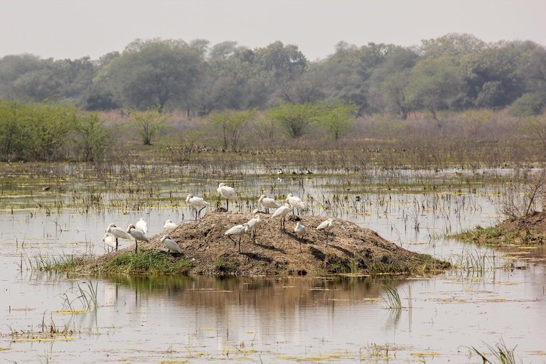 Tour di 4 giorni e 3 notti nella natura selvaggia con Agra e Delhi