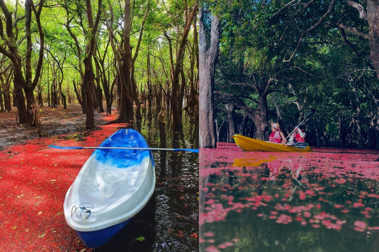 From Sigiriya: Kayaking Through Floating Flowers at Kanthale