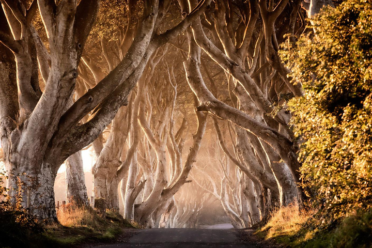 Giant's Causeway + Dark Hedges Day Tour