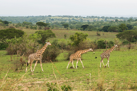 Mwea National Reserve Full-Day Safari from Nairobi