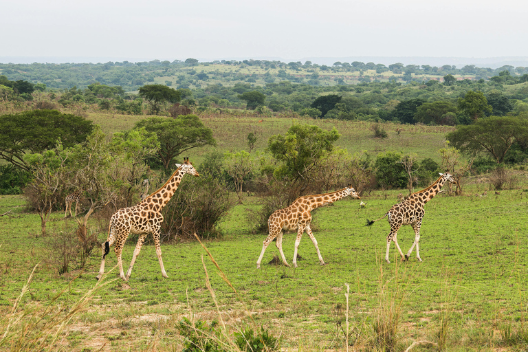 Mwea National Reserve Full-Day Safari from Nairobi