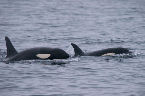 Tromsø: Responsible Whale Watching Cruise Aboard MS Alba