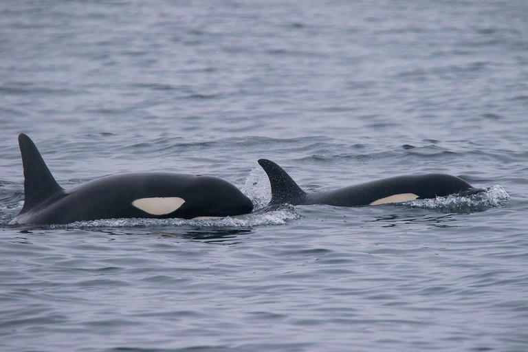 Tromsø: Responsible Whale Watching Cruise Aboard MS Alba