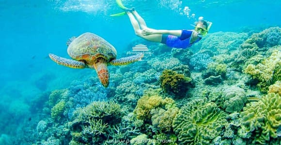 Muscat: Omani Dhow Cruise & Snorkeling Tour