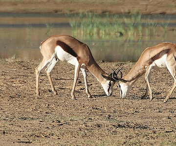 Self drive Aquila Safari Game Reserve Afternoon Game Drive
