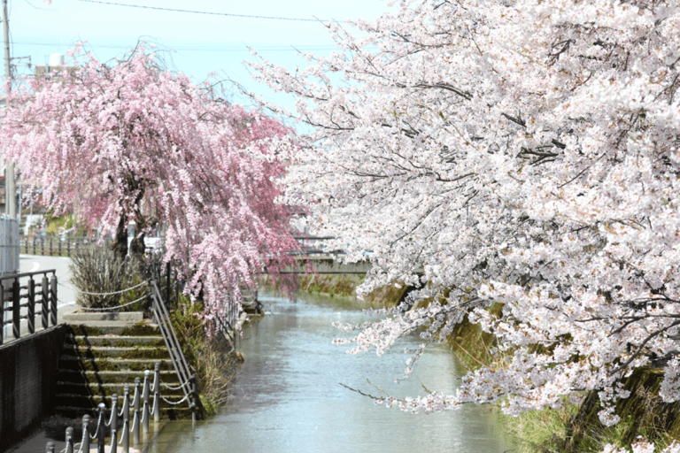 Private & Unique Kanazawa Cherry Blossom "Sakura" Experience