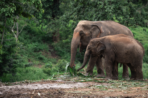 Chiang Mai: Elefantreservat, Long Neck &amp; Sticky WaterfallPrivat tur med upphämtning från hotell