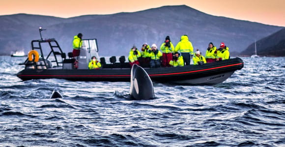 From Tromso: Whale Watching in Magic Skjervoy