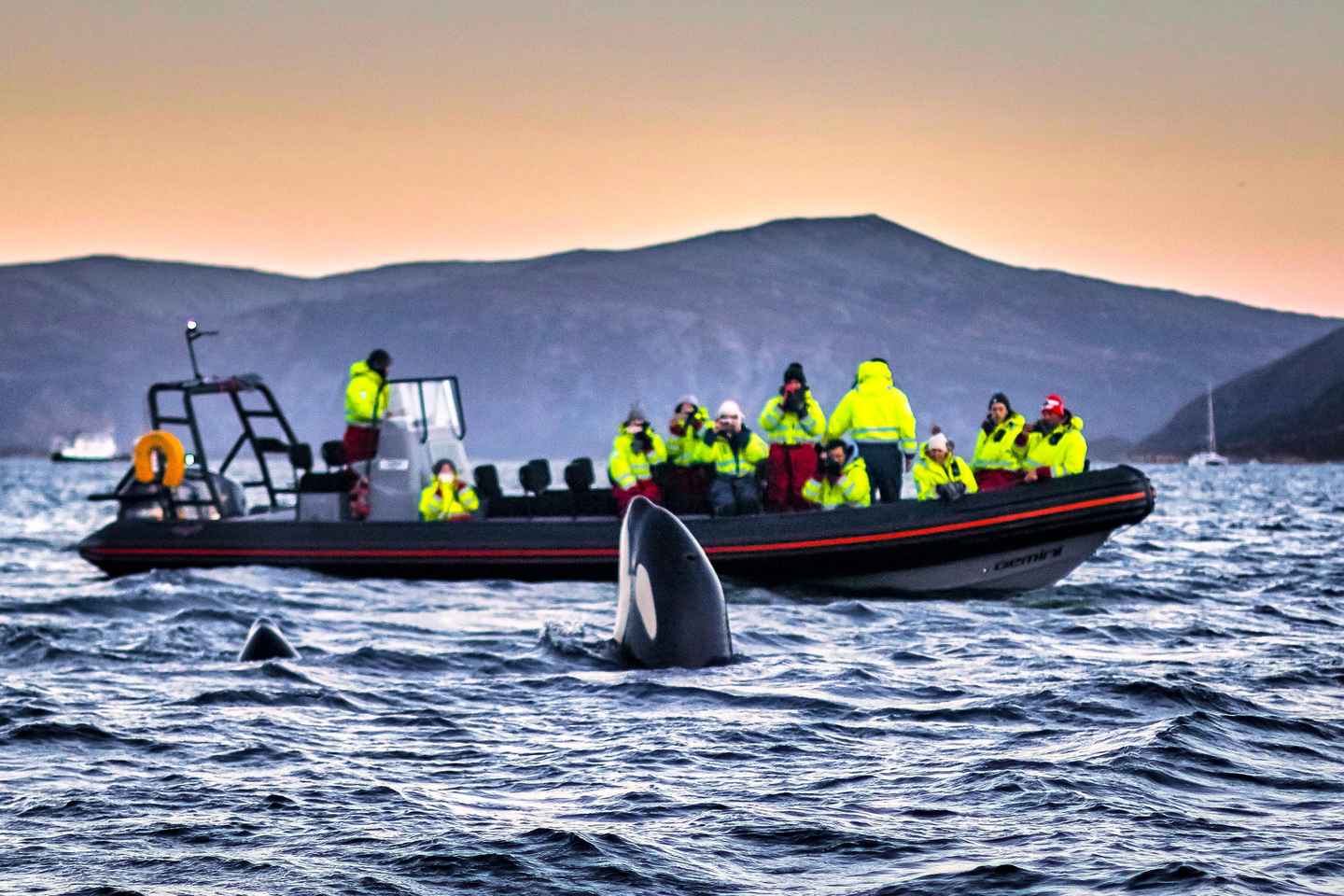 From Tromso: Whale Watching in Magic Skjervoy