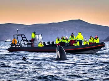 Magic Skjervøy RIB Whale Safari