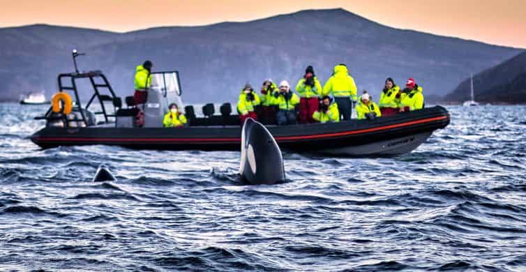 Observation des baleines à Skjervøy