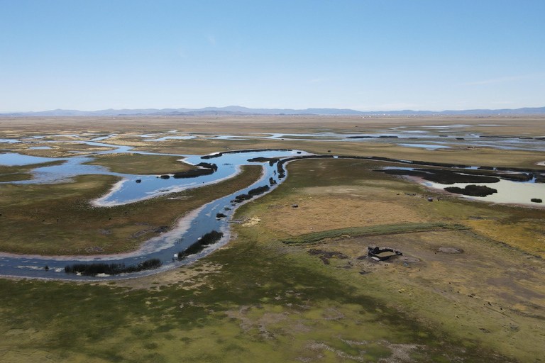 Puno: Birdwatching in the Titicaca National Reserve