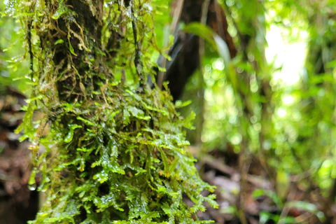 CAMINHO DO OURO - Geführte Tour durch den Atlantischen Wald, Wasserfälle und Geschichten.