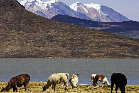 Depuis Arequipa : Excursion d&#039;une journée à la lagune de Salinas