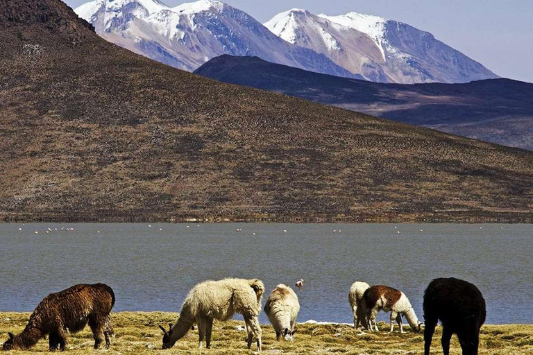 From Arequipa: Excursion to the Salinas Lagoon || Full Day |