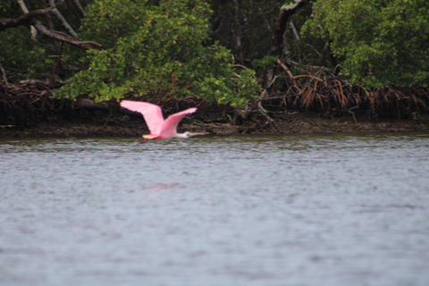 From Naples, FL: Marco Island Mangroves Kayak or Paddle Tour Easy Ride Pedal Kayak Tour