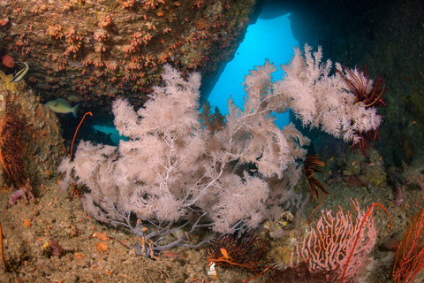 Desde Khao Lak Excursión de buceo a las Islas Similan