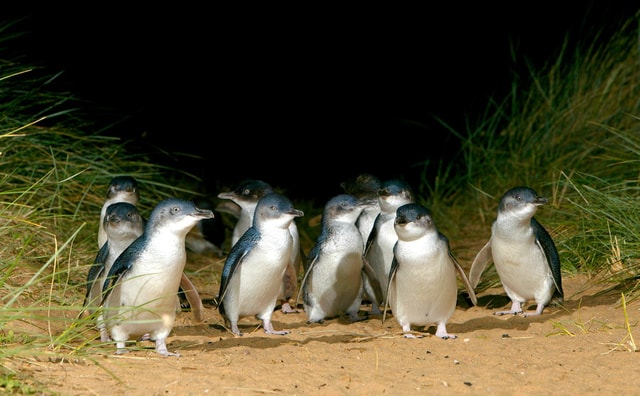 From Melbourne: Phillip Island Eco Wildlife Tour