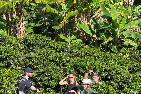 From Medellín: Half Day Private Coffee Tour