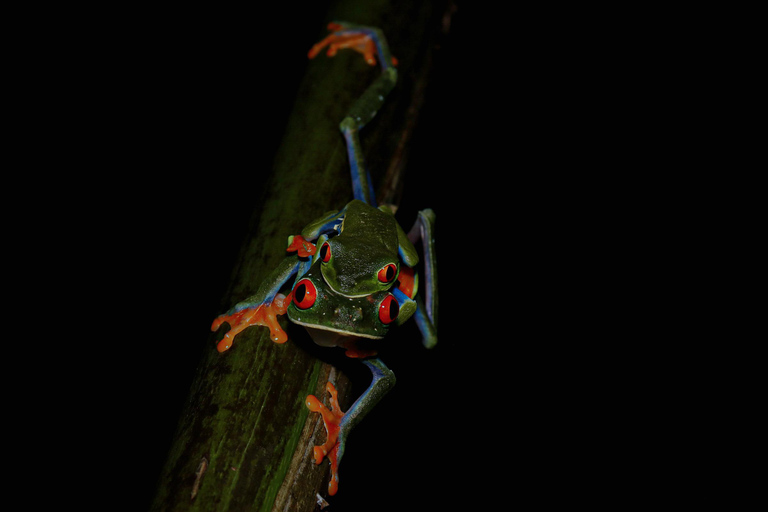 La Fortuna: Nocny spacer w La Fortuna