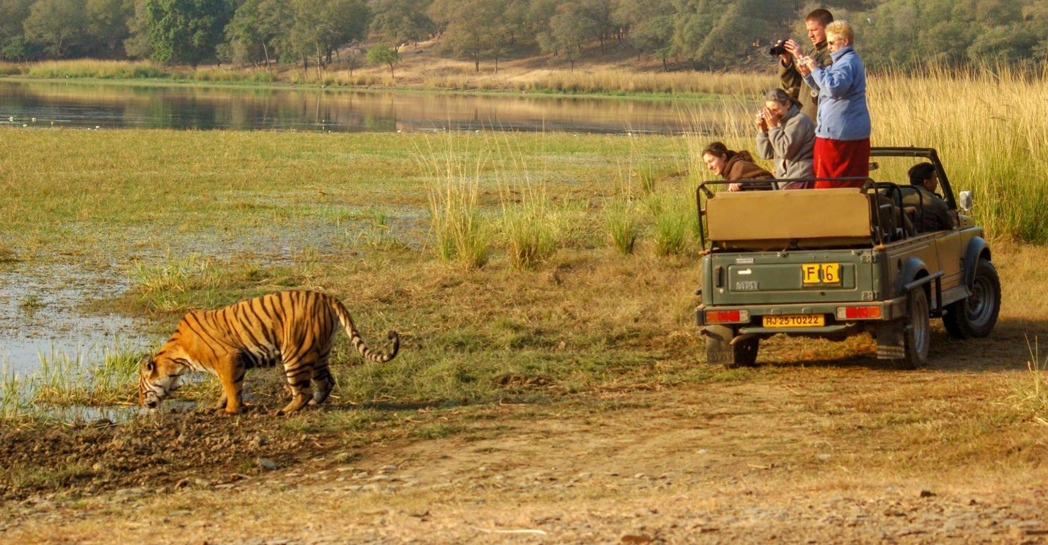 From Jaipur , 2 Days 1 Night Ranthambore Tiger Safari Tour - Housity