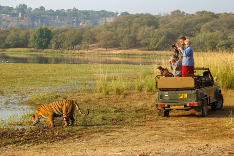 Z Jaipur: 2 dni i 1 noc Ranthambore Tiger Safari TourZdobądź 5-gwiazdkowy hotel, samochód, kierowcę, przewodnika, 2 safari i cały posiłek