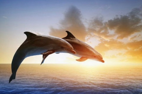 Lovina Sonnenaufgang und Delfin mit Schwimmen und SchnorchelnMorgenausflug-Lovina Sonnenaufgang Delfine und Schwimmen
