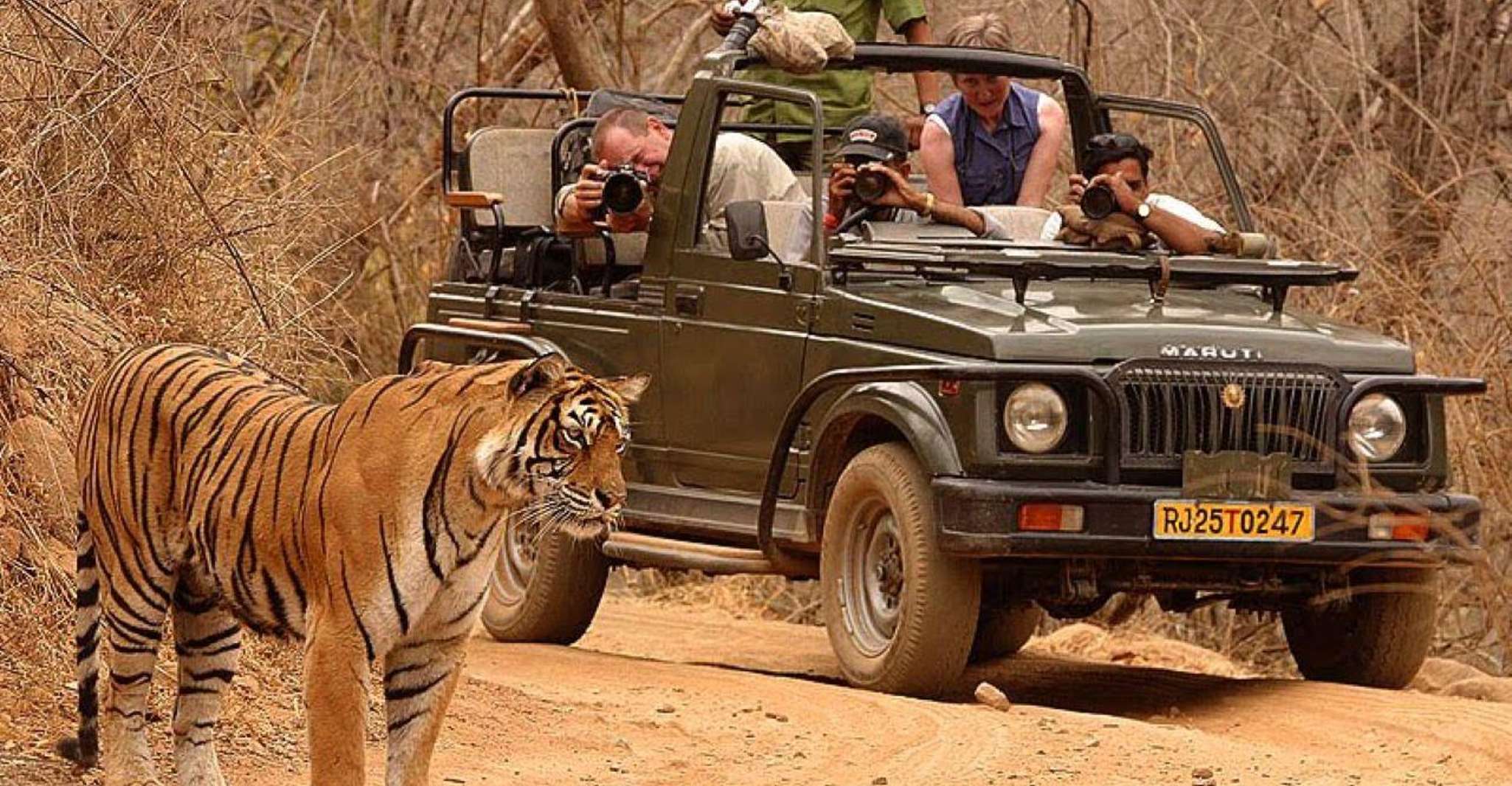 Ranthambore Tiger Safari - Housity