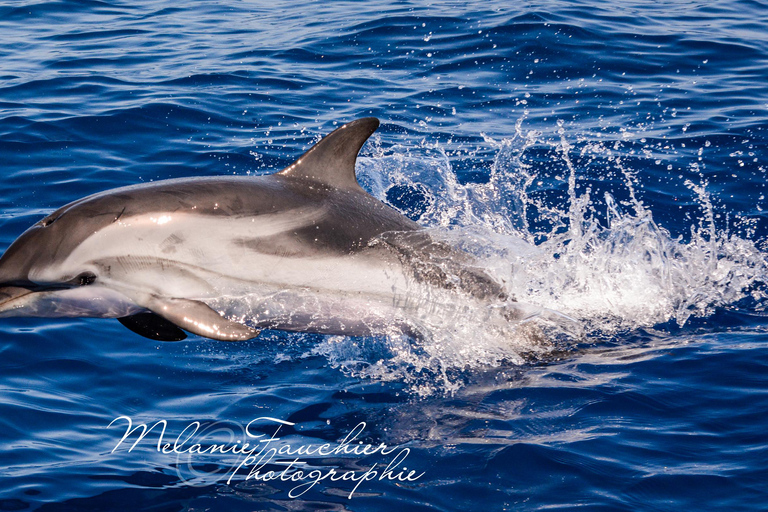 Whale watching, dolphins, and whales departing from Bandol