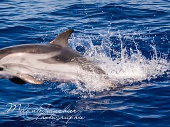 Whale watching, dolphins, and whales departing from Bandol