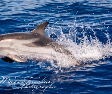 Whale-Watching, Dolphins & Whales from Bandol
