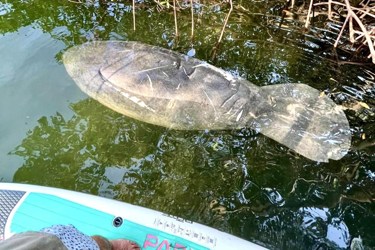 Miami: Manatee Season Paddleboard or Kayak Tour Miami: Manatee Season Single Kayak Tour