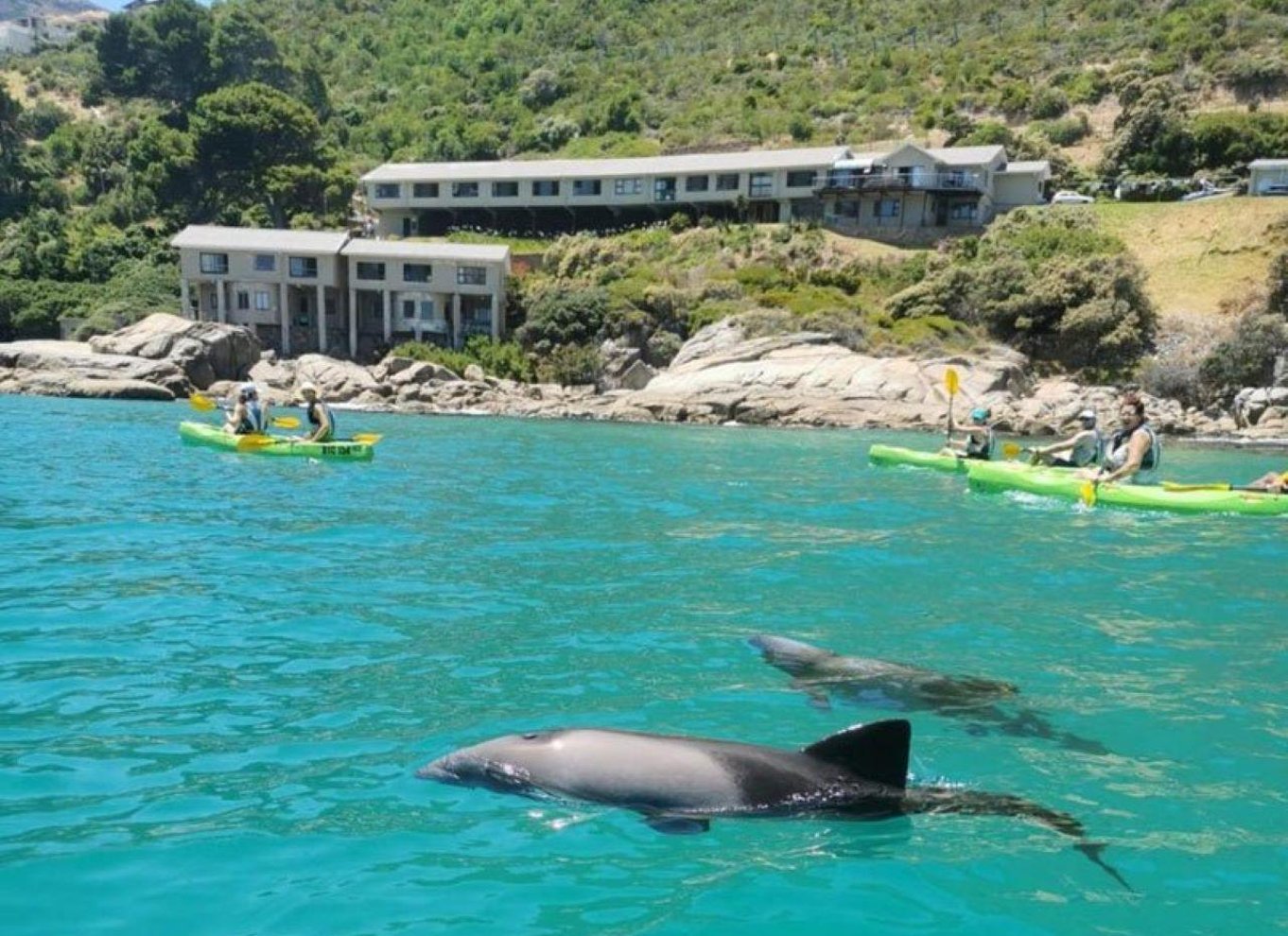 Cape Town: Guidet kajaksejlads i Hout Bay