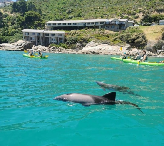 Cape Town: Guided Kayaking in Hout Bay