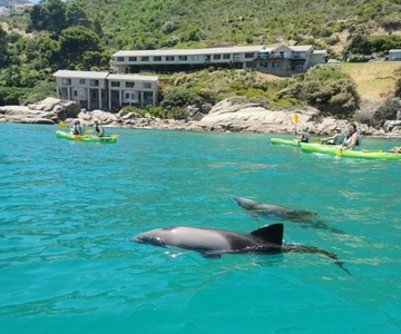 Cape Town: Guided Kayaking in Hout Bay