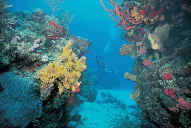From Cancun: Reef Experience Snorkeling Tour