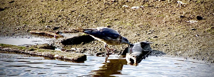 Tour du loup sauvage - 2 heures
