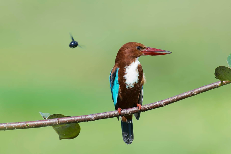 Talangama Wetlands Birdwatching & Local Village Experience
