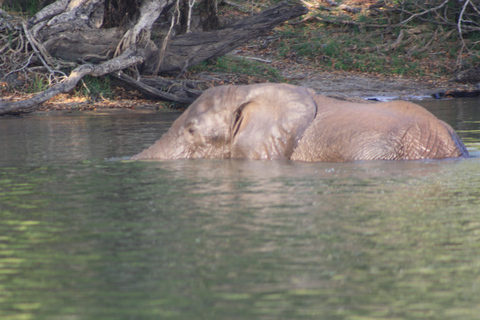 Excursión de un día completo al Parque Nacional de Chobe (safari y crucero)