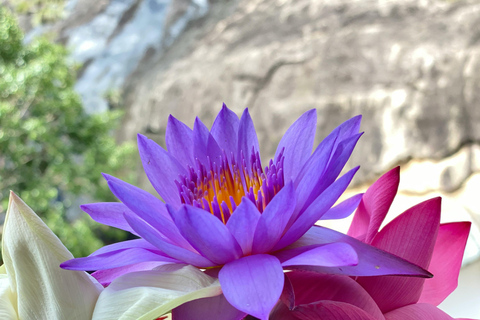 From Sigiriya: Lion Rock & Polonnaruwa Cultural Day Tour