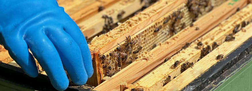 Alfriston : visite du rucher Deans Barn