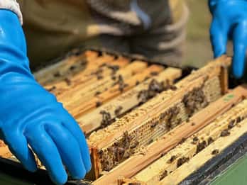 Alfriston: Deans Barn Apiary Tour