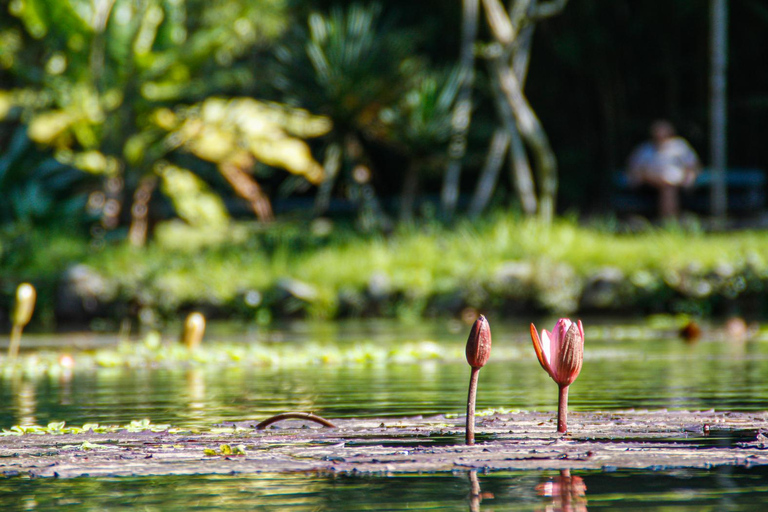 Rio de Janeiro : Jardin botanique et visite de la forêt de Tijuca en jeepDepuis les hôtels de la zone sud : francophones