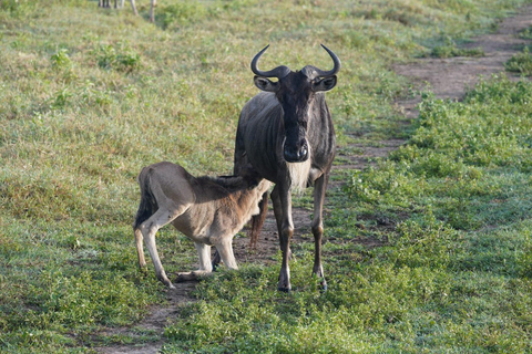 From Nairobi: 12 Days Small Group Kenya and Tanzania Safari