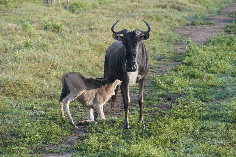 From Nairobi: 12 Days Small Group Kenya and Tanzania Safari