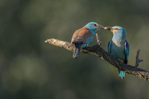 Camargue: Discover Horses and Wild Birds by Electric Golf Cart Petit Rhône Reserve – Immersive tour in a 2-seater electric vehicle