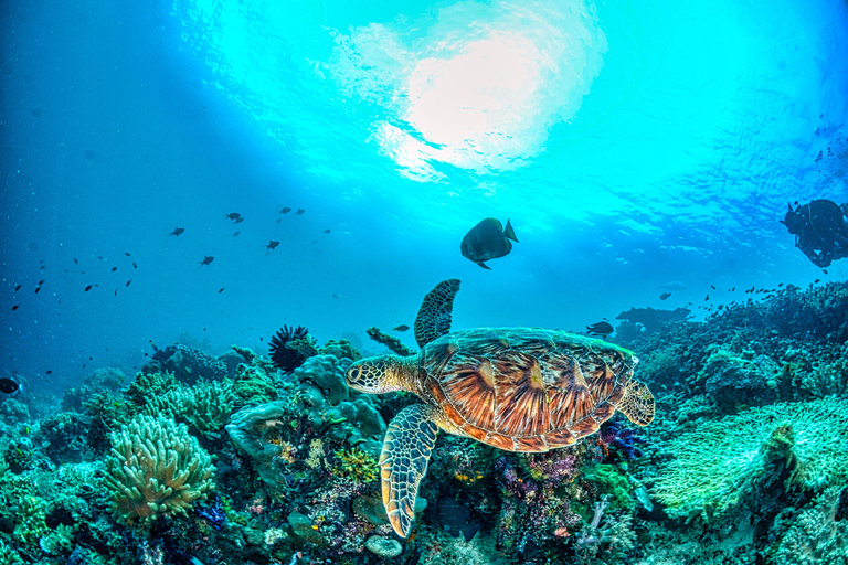 Mirissa: Dolphin Swim Blue Whale Snorkelling | All-Inclusive Mirissa: Scuba Diving & Turtle Snorkelling Experience