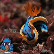 Perth: Rottnest Island Scuba Diving Day Trip for Certified Divers Perth: Rottnest Island Scuba Diving Day Trip for Certified Divers